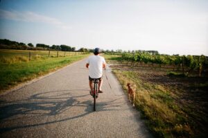 mhw magazin fahrradfahren mit hund 300x199 - Lastenfahrräder sind praktisch, schonen das Budget und halten uns fit!